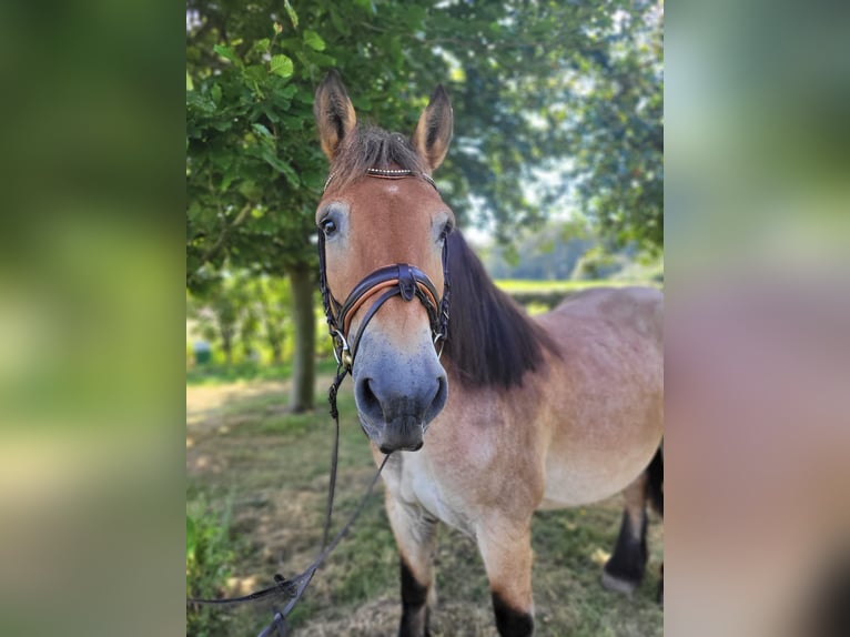 Renano Giumenta 16 Anni 160 cm Falbo baio in Nordkirchen