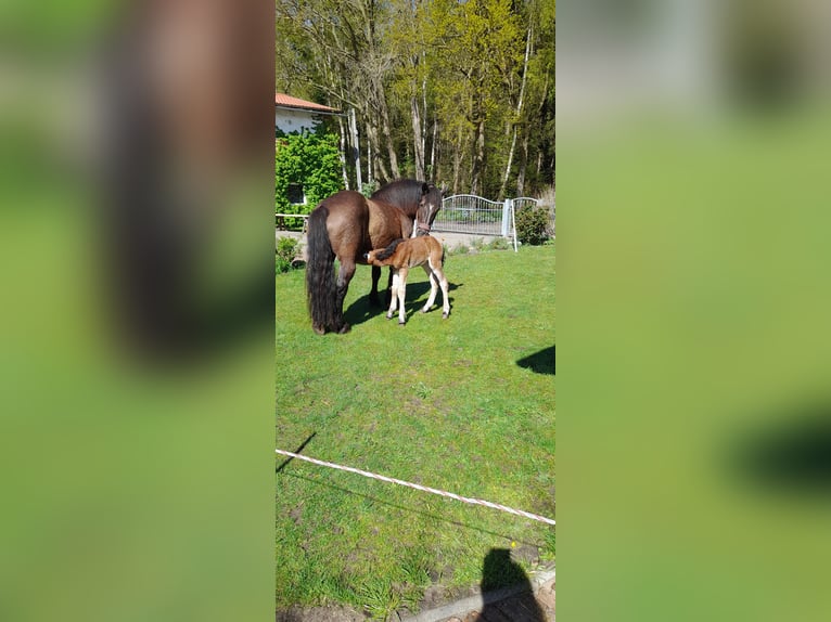 Renano Giumenta 1 Anno 140 cm Baio in Ribnitz-Damgarten