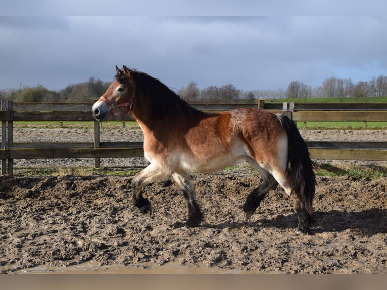Renano Giumenta 2 Anni 150 cm Baio ciliegia in Brakel