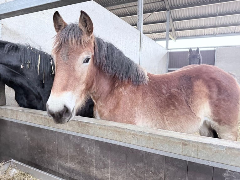 Renano Giumenta 2 Anni 160 cm Baio in De Mortel