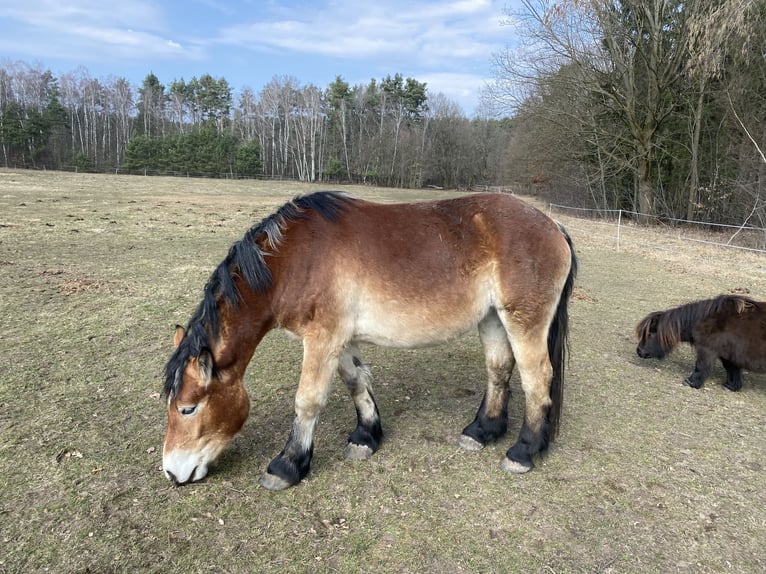 Renano Giumenta 3 Anni 152 cm Baio in Quitzdorf a.S