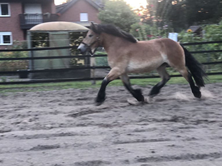 Renano Giumenta 3 Anni 163 cm Baio in Harsewinkel