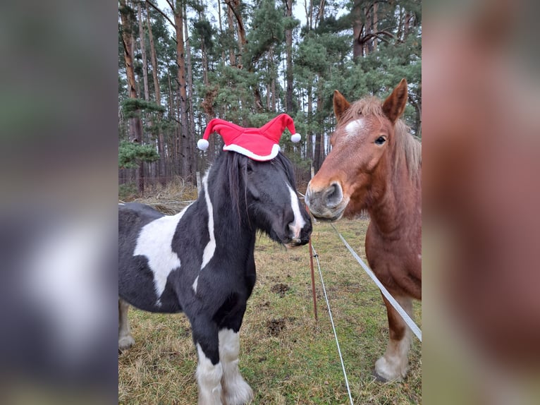 Renano Giumenta 4 Anni 165 cm Grigio rossastro in Töpchin