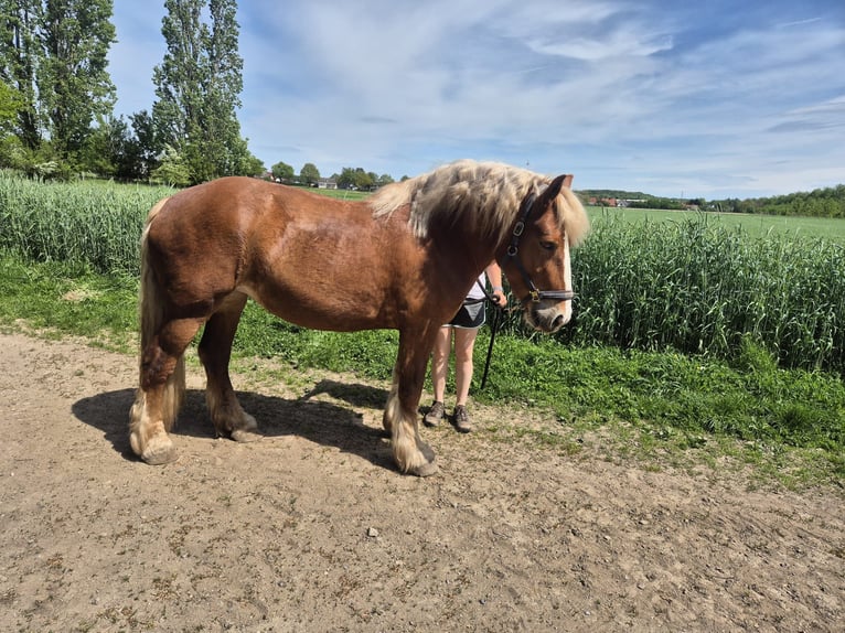 Renano Giumenta 5 Anni 164 cm Sauro in Porta Westfalica