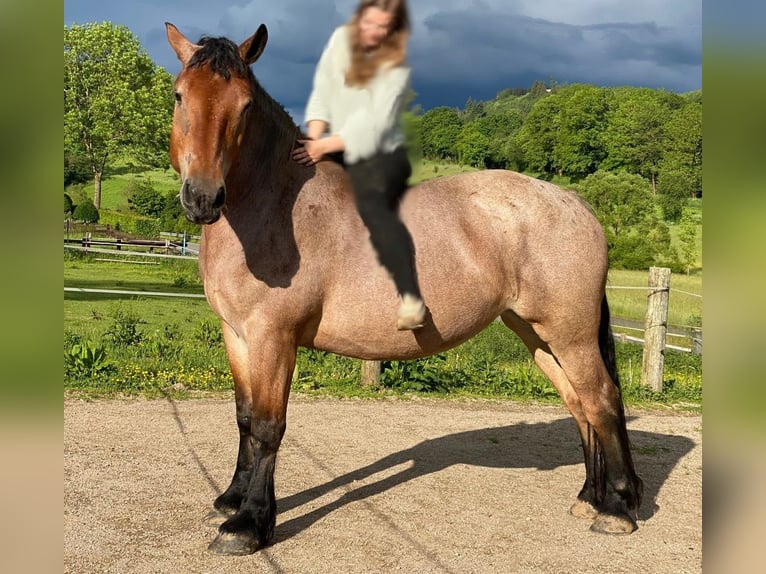 Renano Giumenta 5 Anni 165 cm Grigio rossastro in Attendorn
