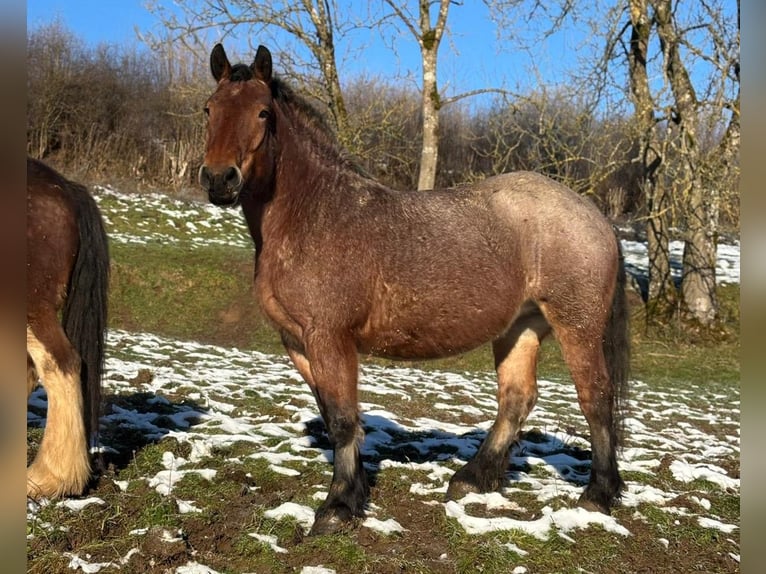 Renano Giumenta 5 Anni 165 cm Grigio rossastro in Attendorn