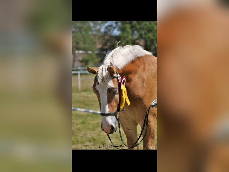 Renano Giumenta 8 Anni 165 cm Sauro in Wunstorf