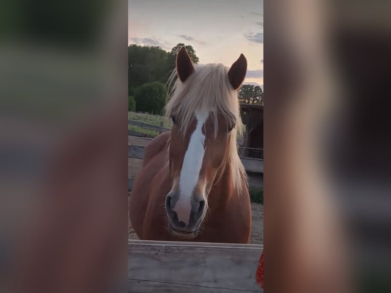 Renano Mix Giumenta 9 Anni 158 cm Sauro in Löwenberger Land