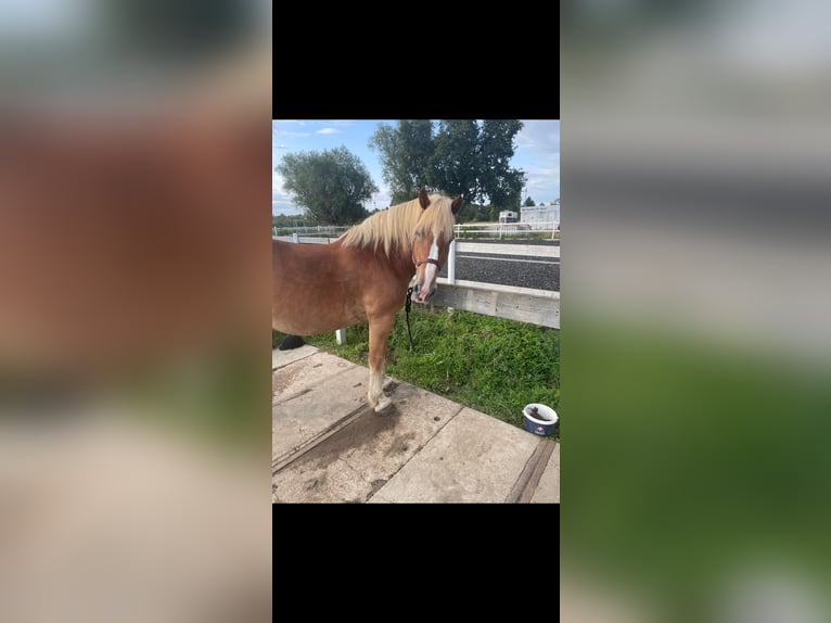 Renano Mix Giumenta 9 Anni 158 cm Sauro in Löwenberger Land