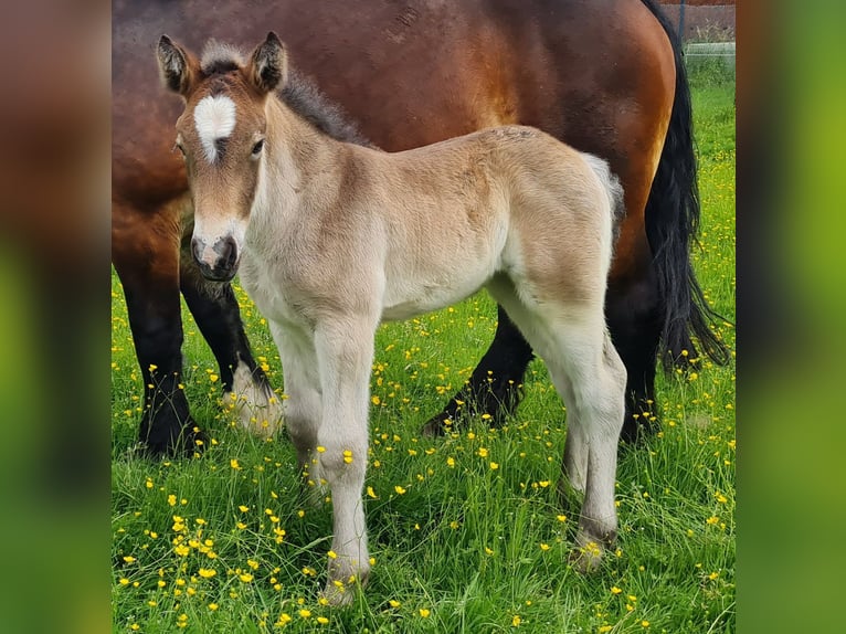 Renano Giumenta Puledri
 (04/2024) Baio in Sendenhorst