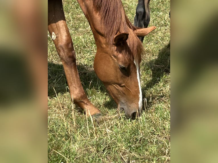 Renano Semental 2 años 165 cm Alazán in Delbrück