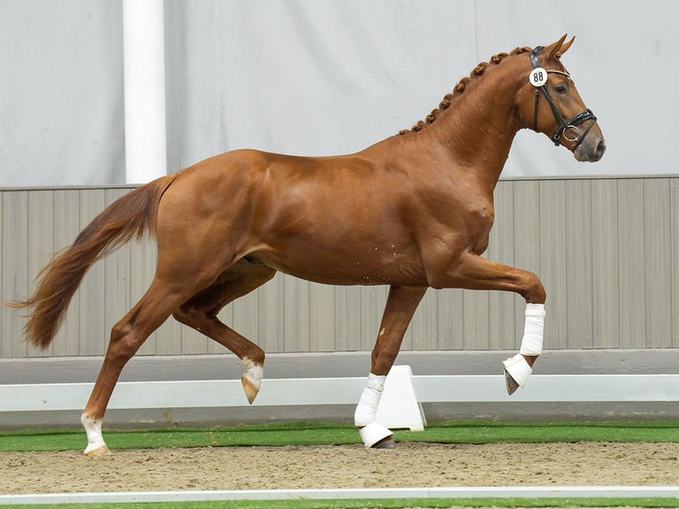 Renano Semental 2 años Alazán in Münster-Handorf