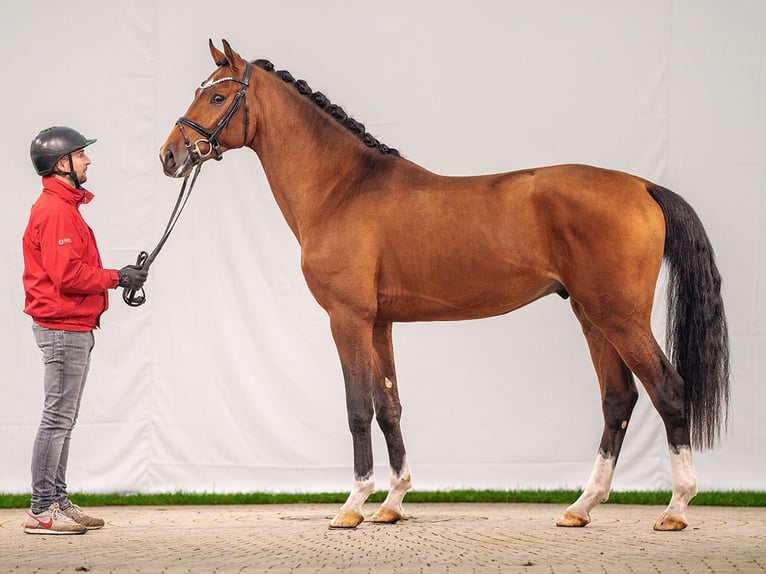 Renano Semental 2 años Castaño in Münster-Handorf