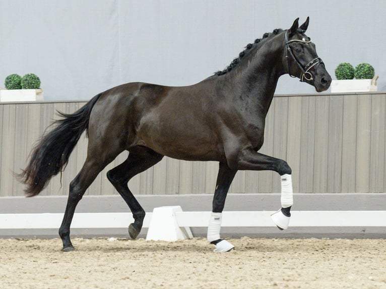 Renano Semental 2 años Negro in Münster-Handorf