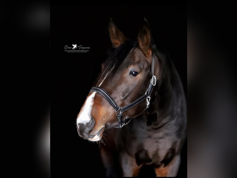 Renano Semental 4 años 177 cm Castaño oscuro in Lüneburg