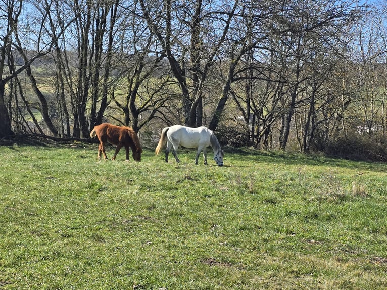 Renano Stallone 1 Anno 135 cm Sauro in Elsoff