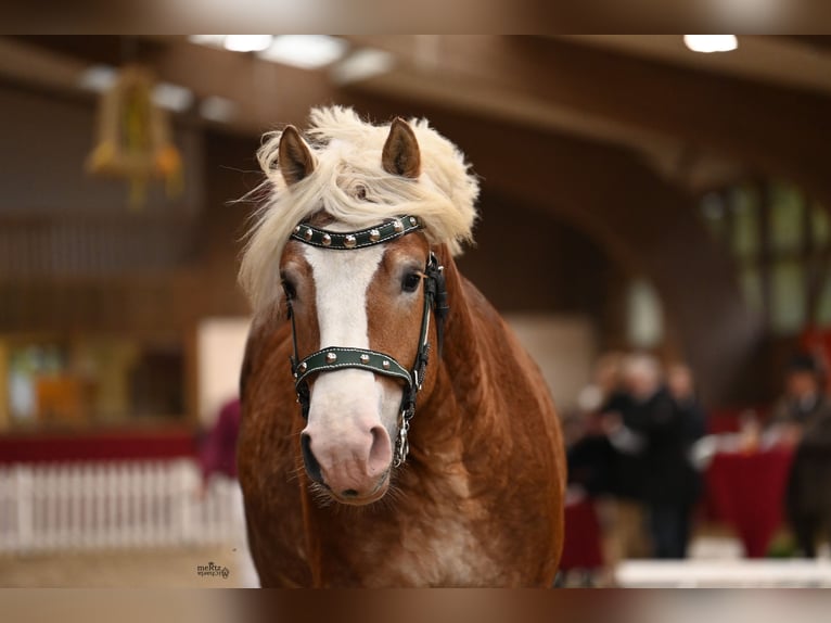 Renano Stallone 2 Anni 164 cm Sauro in Ruppichteroth