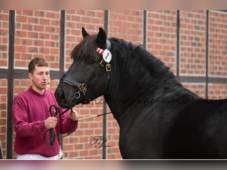 Renano Stallone 2 Anni 166 cm Morello in Havelberg