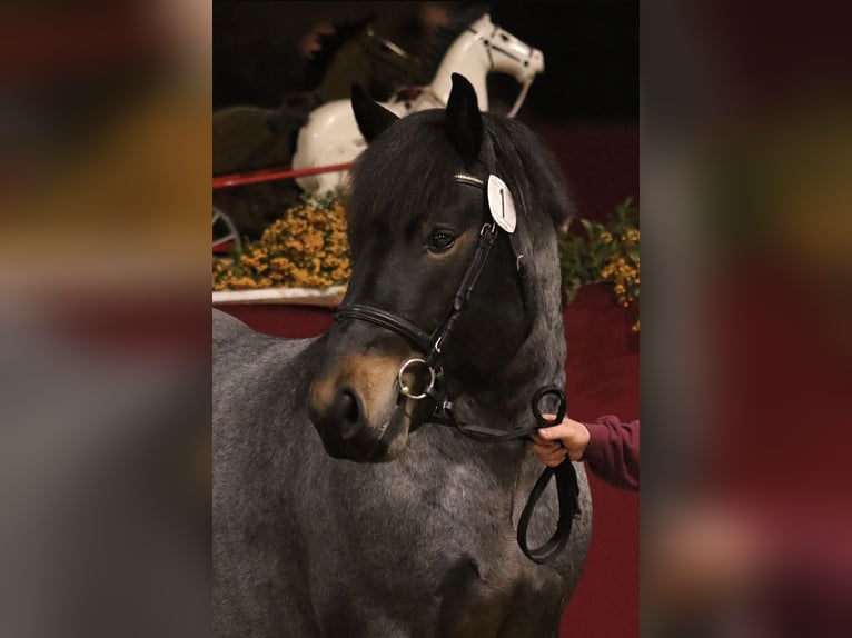 Renano Stallone 2 Anni in Gardelegen