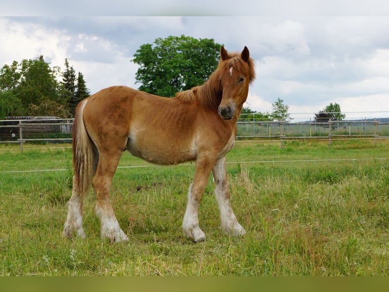 Renano Stallone 2 Anni Sauro in Neuferchau