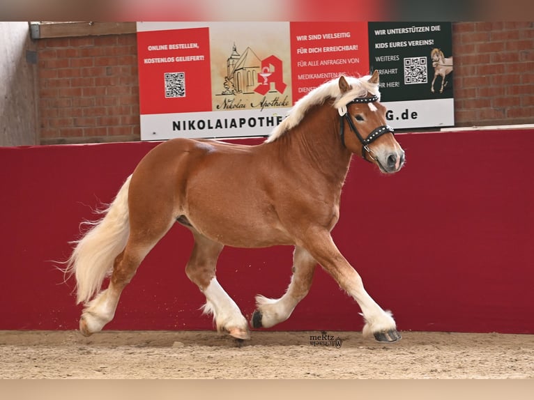 Renano Stallone 3 Anni 161 cm Sauro in Billerbeck