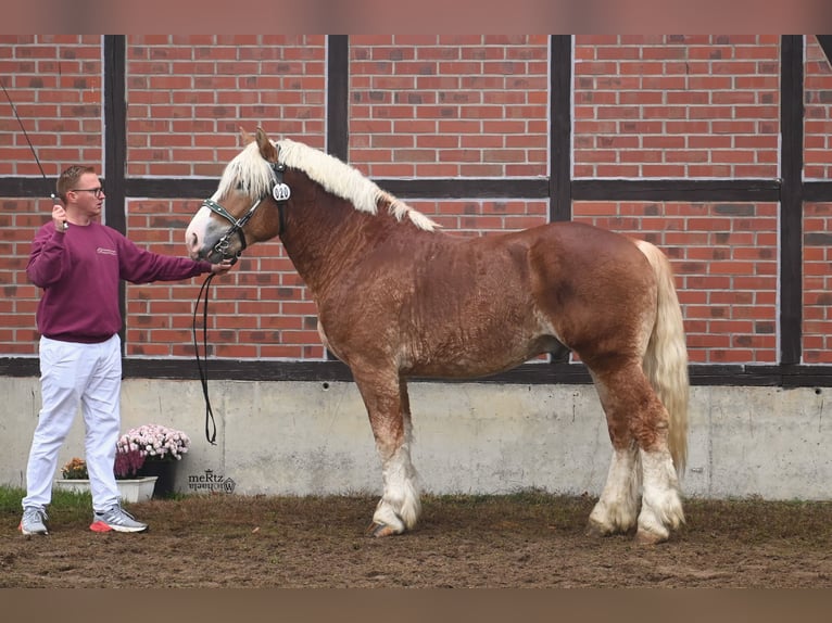 Renano Stallone 3 Anni 164 cm Sauro in Ruppichteroth