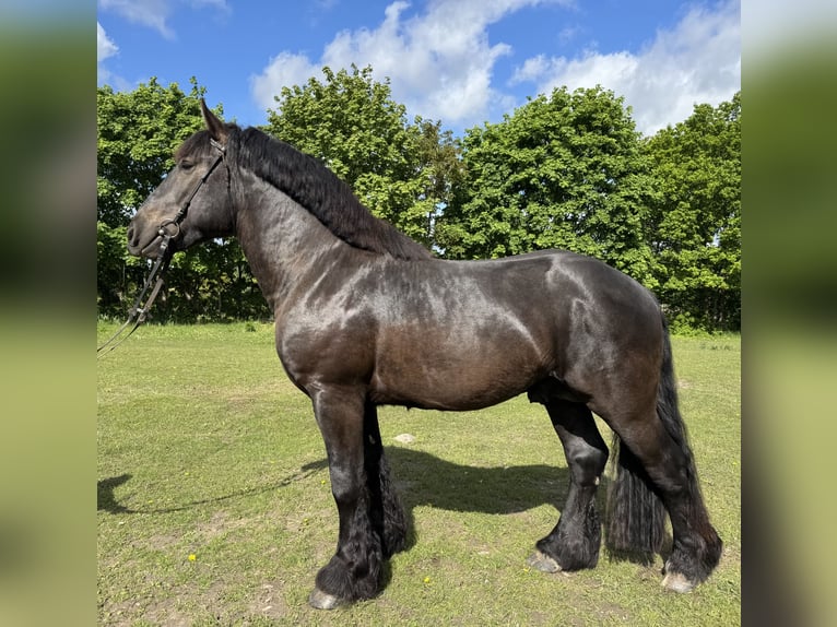 Renano Stallone 3 Anni 165 cm Morello in Gransee
