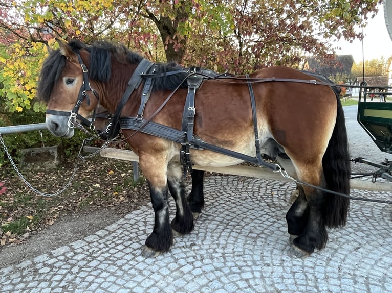 Renano Stallone 3 Anni Baio in Detmold