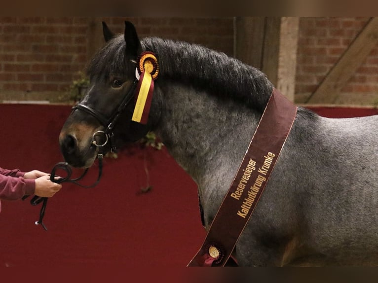 Renano Stallone 3 Anni in Gardelegen