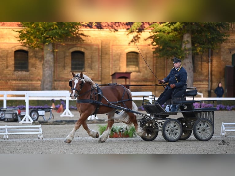 Renano Stallone 4 Anni 165 cm Sauro in Grevenbroich