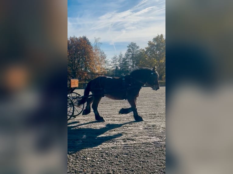 Renano Stallone 4 Anni in Gardelegen