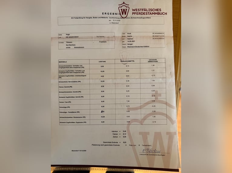 Renano Stallone 5 Anni 165 cm Sauro in Grevenbroich