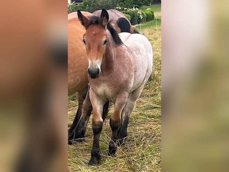 Renano Stallone Puledri
 (05/2024) Falbo baio in Heigenbrücken