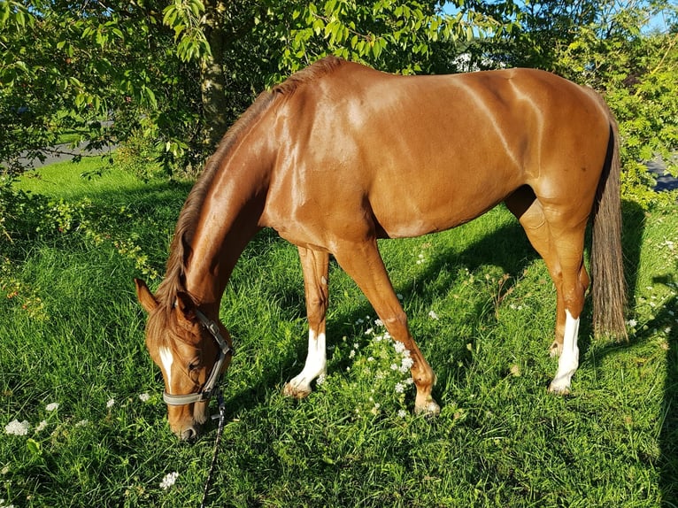 Renano Yegua 10 años 166 cm Alazán in Essen