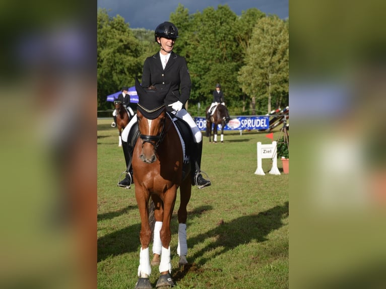 Renano Yegua 10 años 166 cm Alazán in Essen