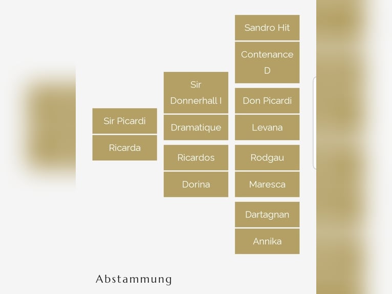 Renano Yegua 10 años 166 cm Alazán in Essen