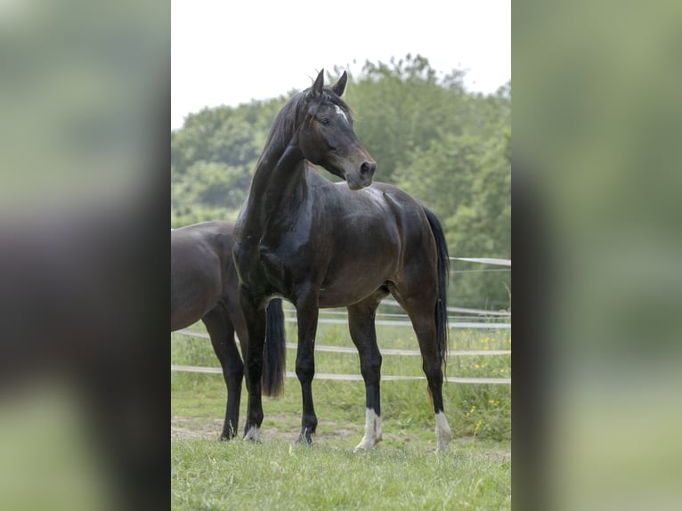 Renano Yegua 10 años 170 cm Negro in Moers