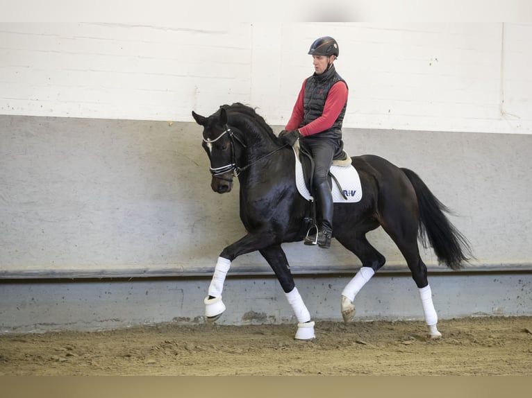 Renano Yegua 10 años 170 cm Negro in Moers