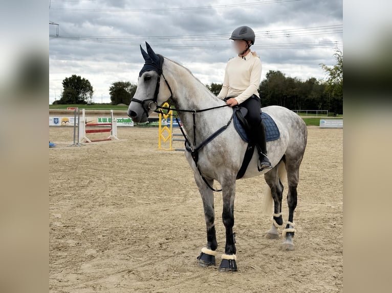 Renano Yegua 10 años 170 cm Tordo in Heinsberg