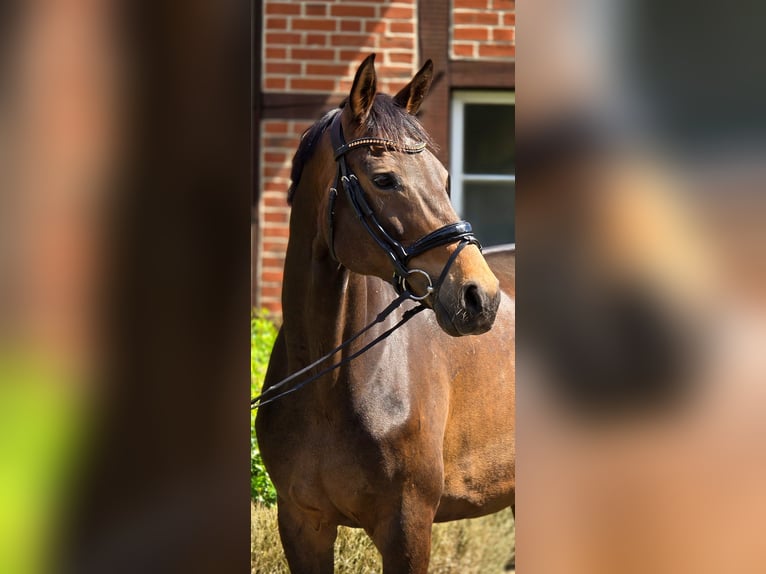 Renano Yegua 12 años 171 cm Castaño in Warendorf