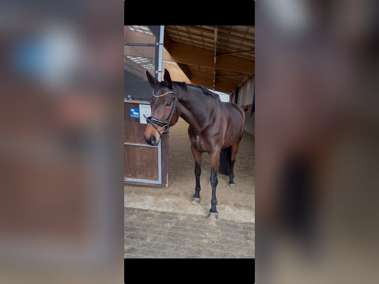 Renano Yegua 12 años 172 cm Castaño in Düsseldorf