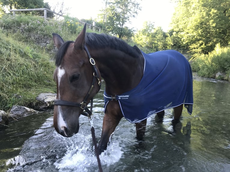 Renano Yegua 13 años 165 cm Castaño in Oldekerk