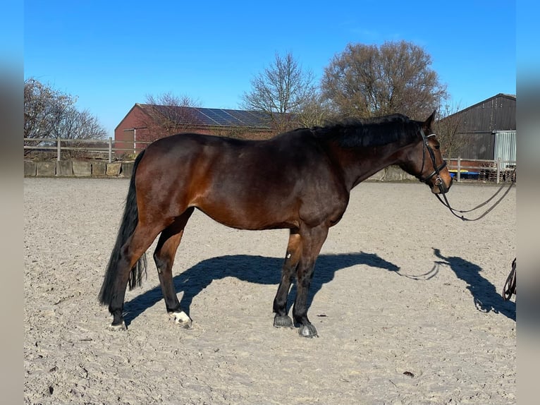 Renano Yegua 13 años 167 cm Castaño in Bedburg