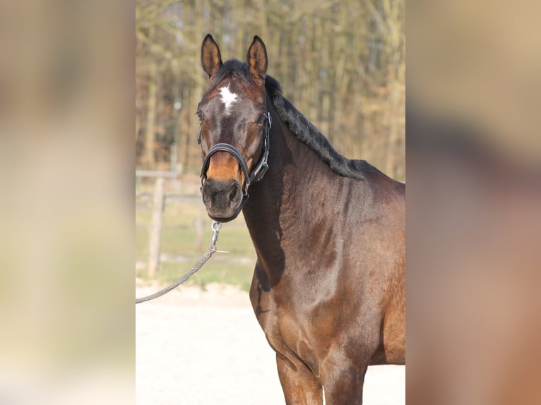 Renano Yegua 13 años 170 cm Castaño oscuro in D&#xFC;sseldorf