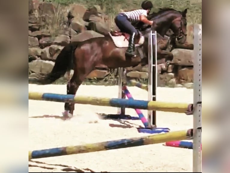 Renano Yegua 14 años 166 cm Castaño in Lindlar