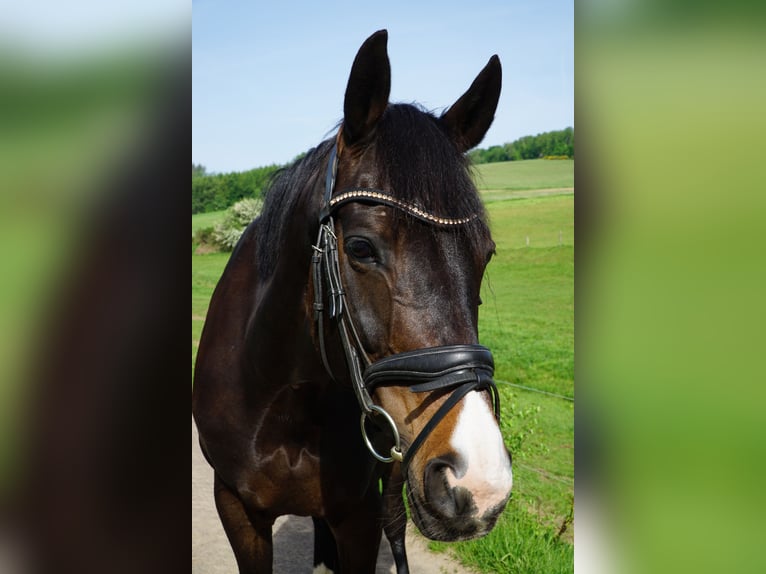 Renano Yegua 14 años 167 cm Castaño oscuro in Wenden