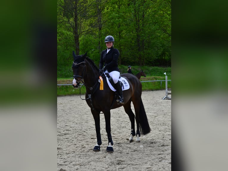 Renano Yegua 14 años 167 cm Castaño oscuro in Wenden