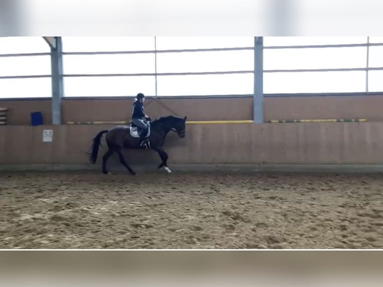 Renano Yegua 14 años 174 cm Castaño in Essen