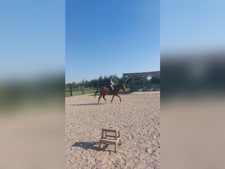 Renano Yegua 15 años 155 cm Alazán in Braunschweig