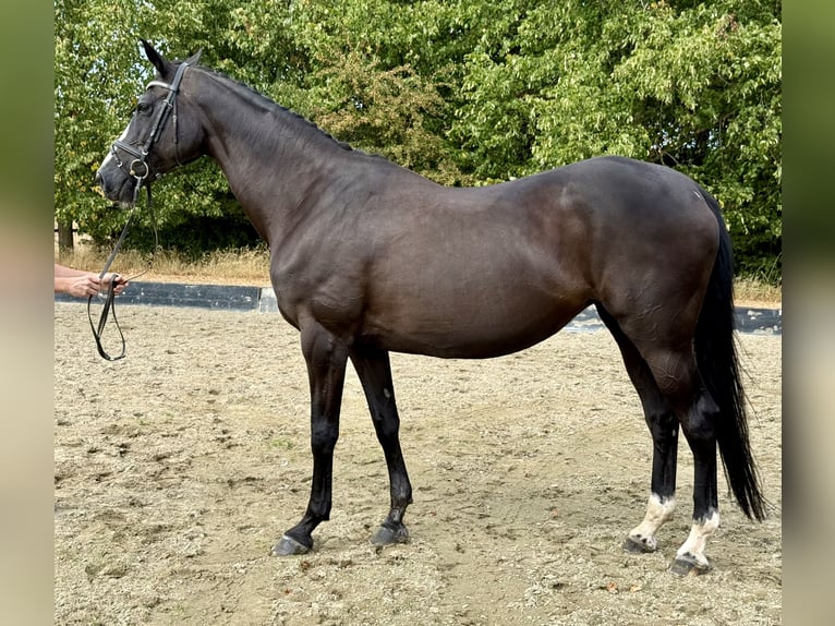 Renano Yegua 15 años 168 cm Negro in Rees